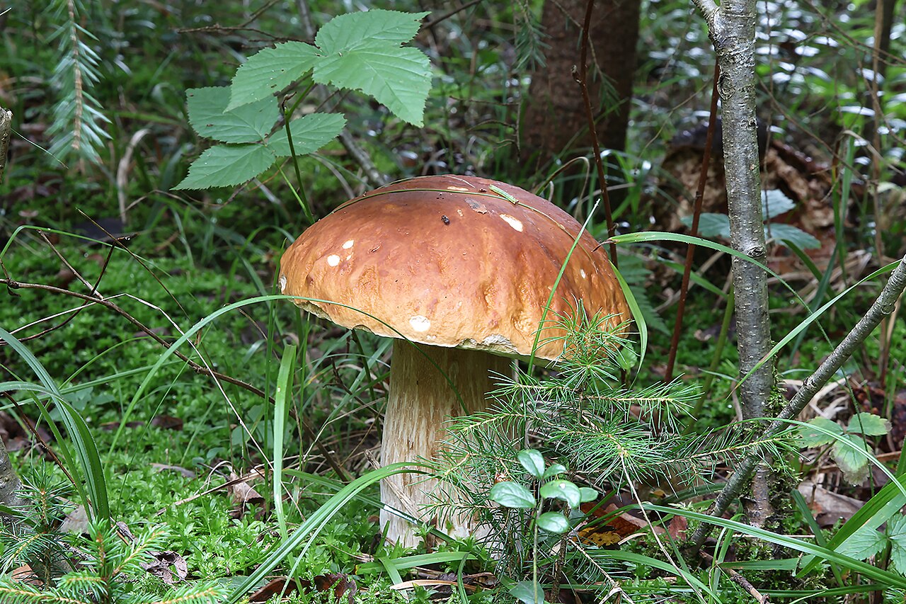Белый гриб (Boletus edulis)