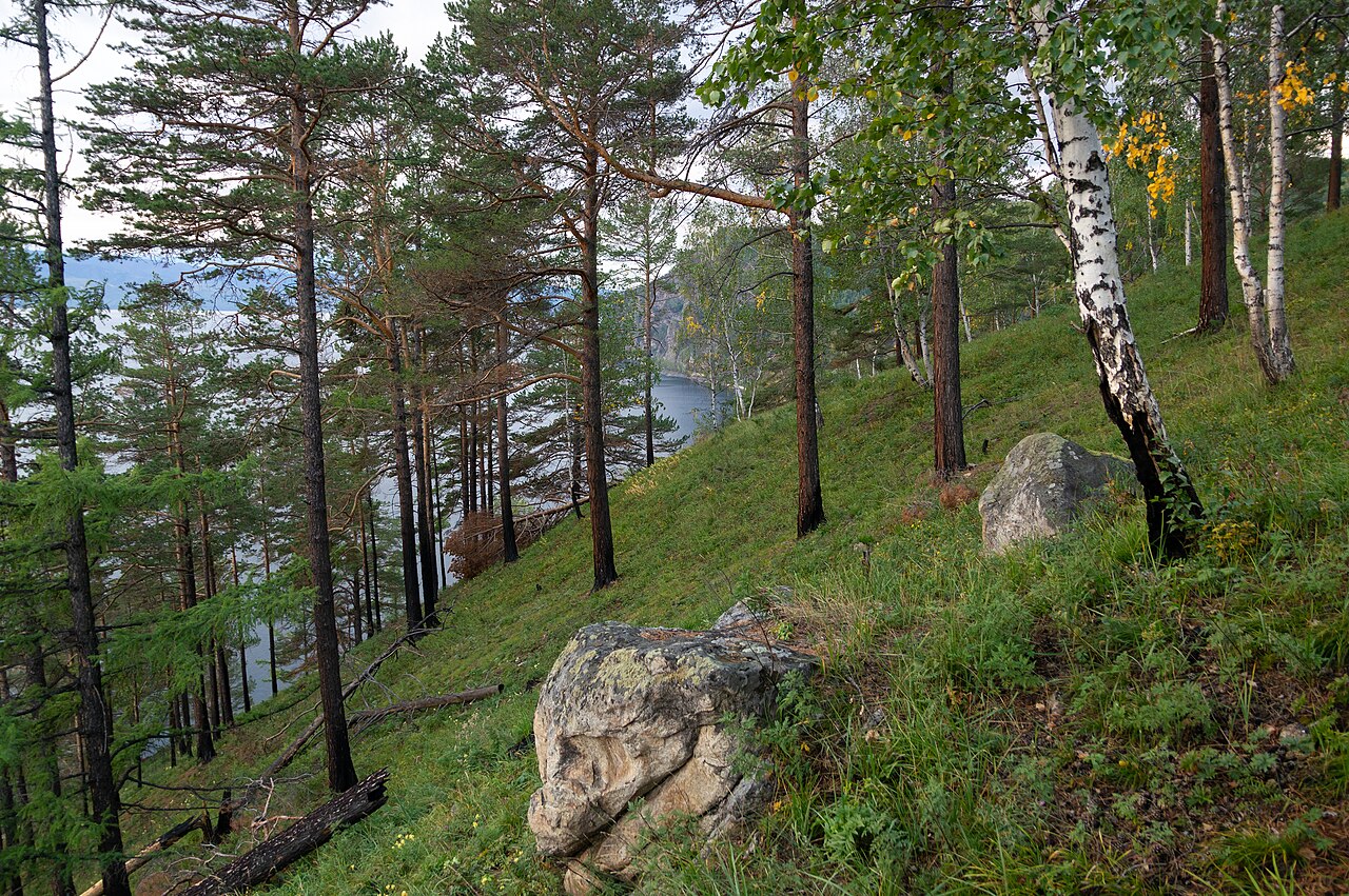 Сибирский смешанный лес, тайга